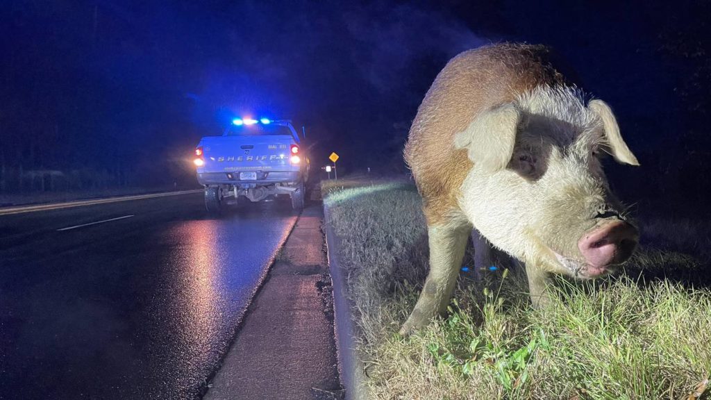 Huge pig blocks South Carolina road – Action News Jax