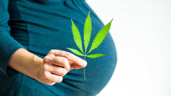 Cannabis Use During Pregnancy Affects Placenta And Promotes Childhood Anxiety, Study …