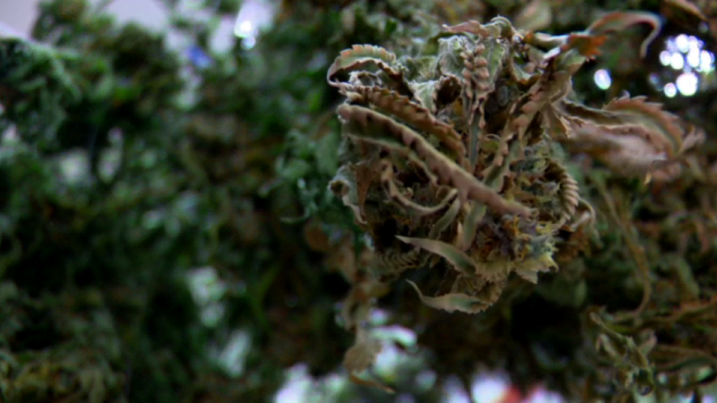 A Closer Look: Louisiana’s expanding medical marijuana market – KATC