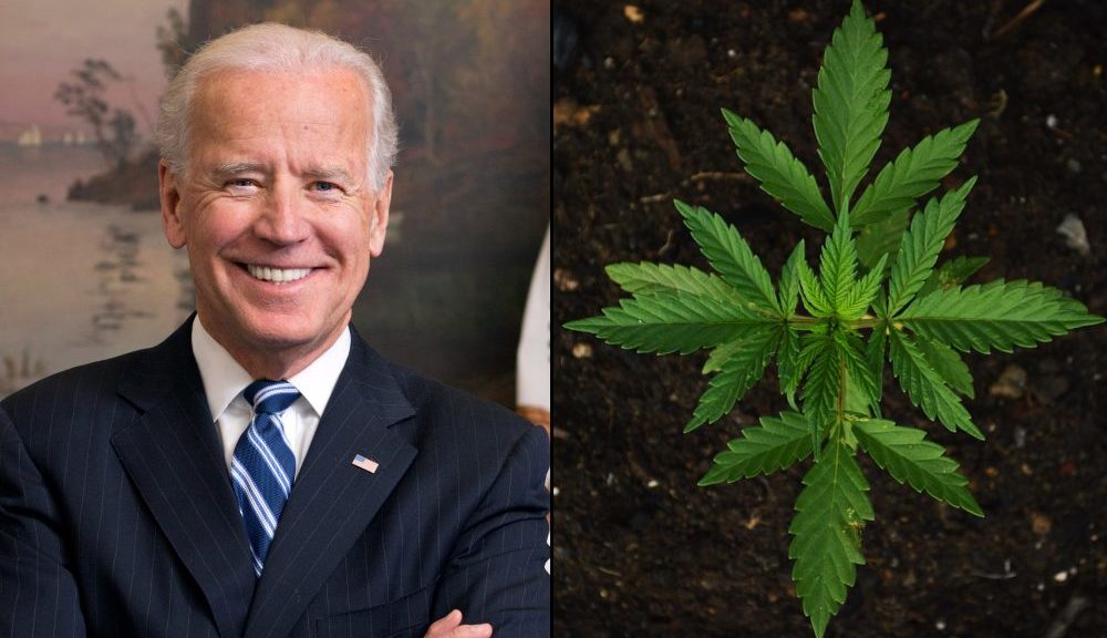 Biden Signs Infrastructure Bill Promoting Marijuana Research By Encouraging Access To …