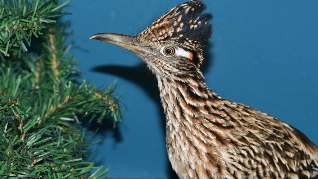 Lost roadrunner travels across US in moving van – FOX23