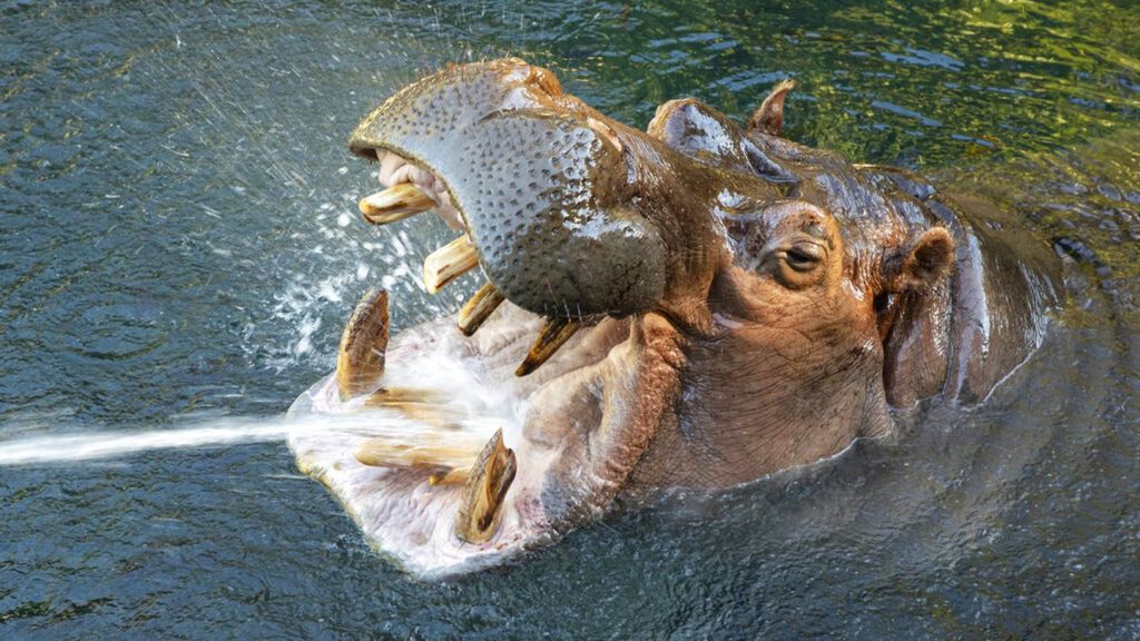 Otis the ‘smiling hippo’ dies at San Diego Zoo – FOX 13 Memphis