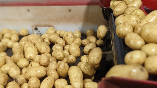 CFIA optimistic of lining up new markets for P.E.I. potatoes | CBC News