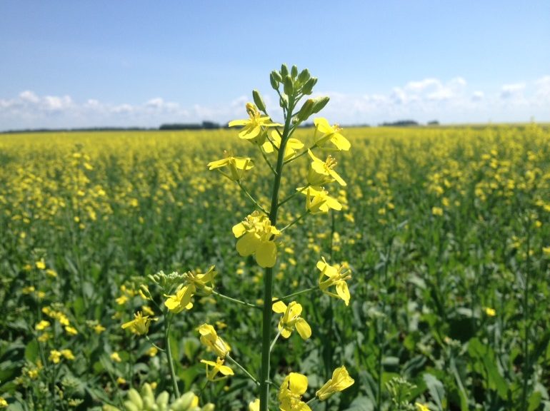 Canola Prices Show Strength In 2021 – CochraneNow