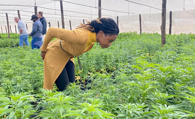 Africa’s Cannabis Market to Hit U.S.$7.1 Billion By 2023 – allAfrica.com