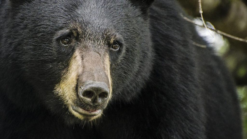 Watch: man fights off a bear at his Florida home – FOX13 News Memphis