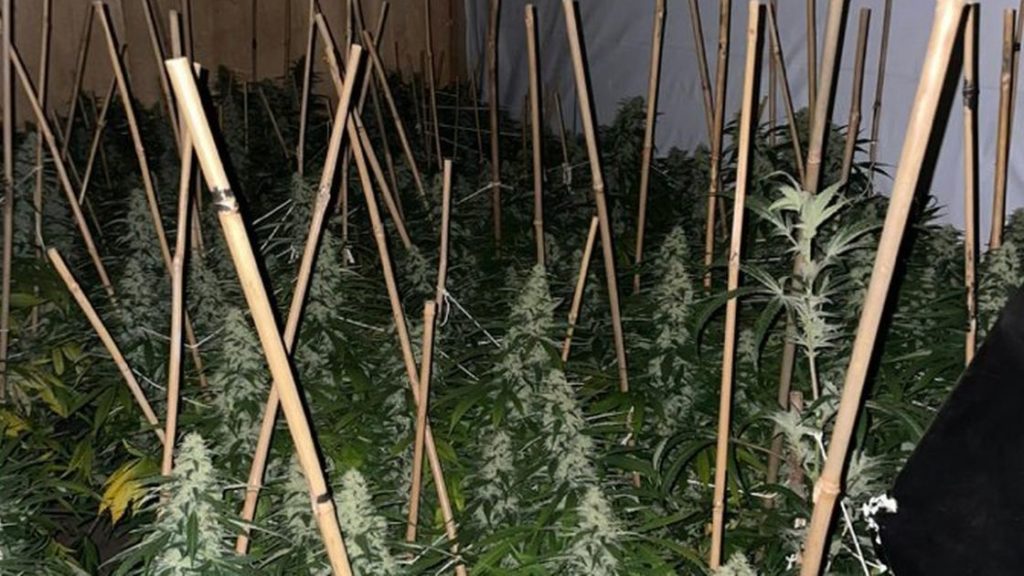 Essex crime: Police find huge cannabis farm inside property in Chadwell St Mary, Thurrock …