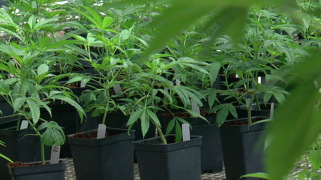 State of New Mexico doubles plant limits for cannabis growers – KVIA