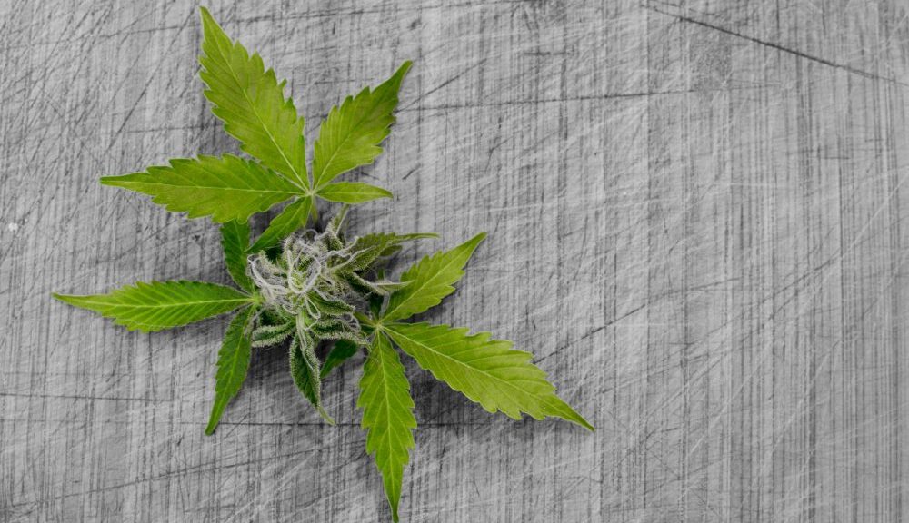 MS House approves medical cannabis bill (Newsletter: January 20, 2022) – Marijuana Moment