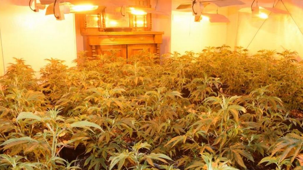 Cannabis ‘gardener’ jailed after police uncover £220k factory in Cambs house – Cambridge News