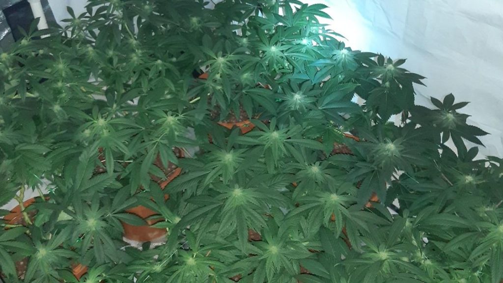 Photos show ‘sophisticated’ cannabis farm which caught neighbours unaware – Nottinghamshire Live