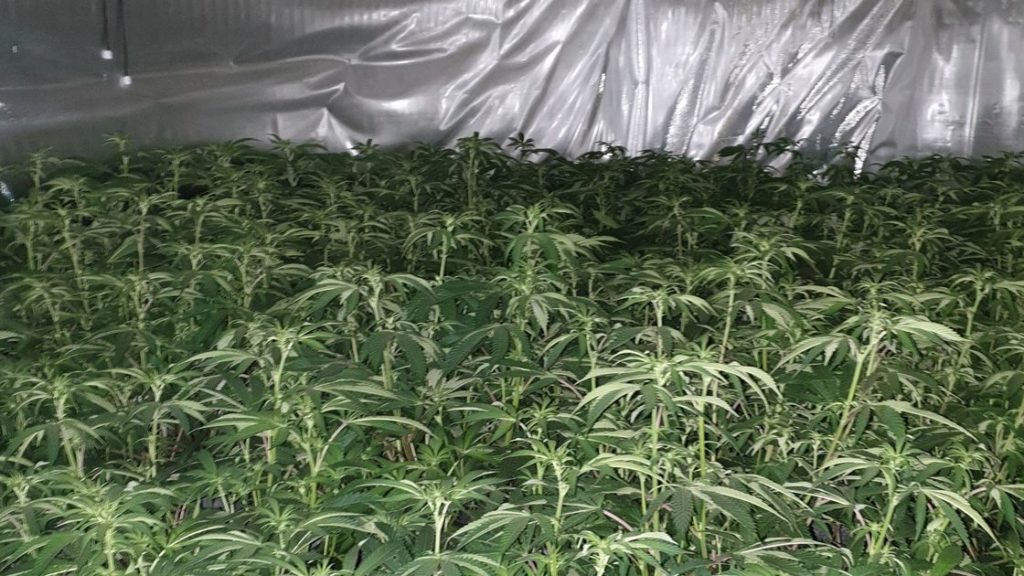 Blackpool cannabis farm worth £500k raided containing 491 plants – LancsLive