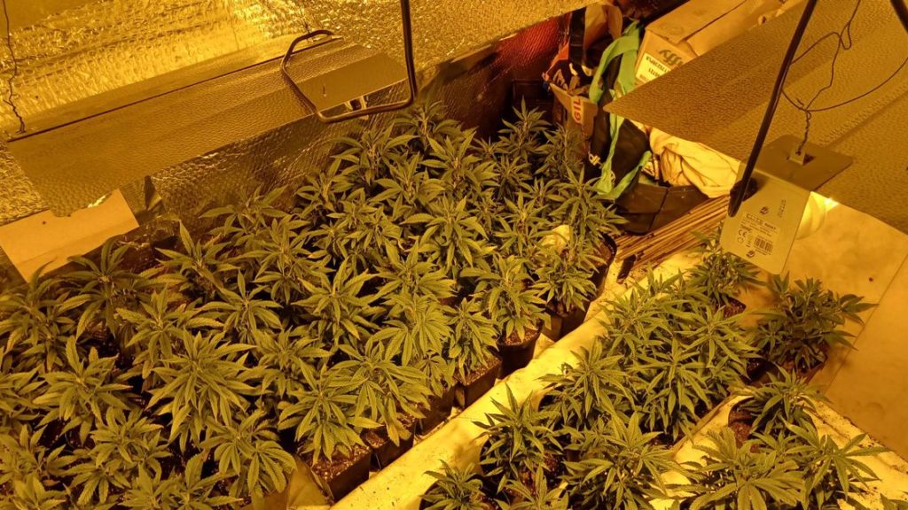 Ashfield police seize and destroy more than 300 cannabis plants – Nottinghamshire Live