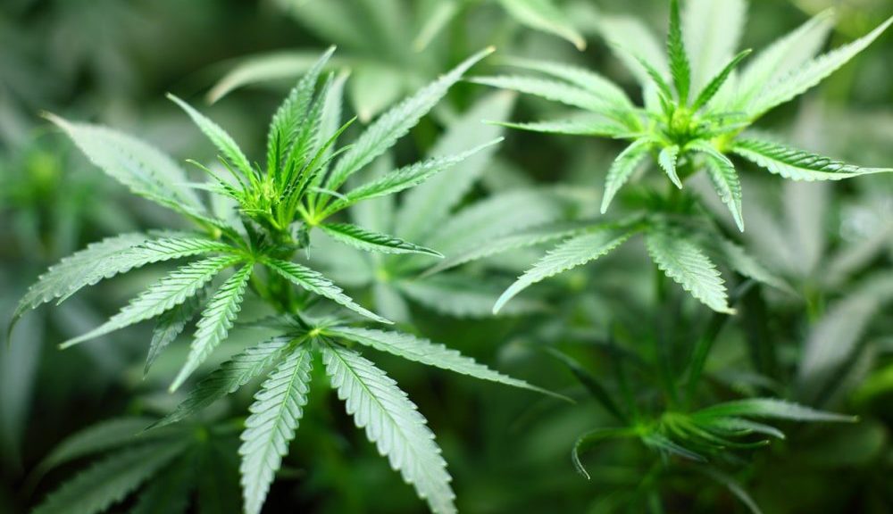 Amazon backs GOP cannabis legalization bill (Newsletter: January 26, 2022) – Marijuana Moment