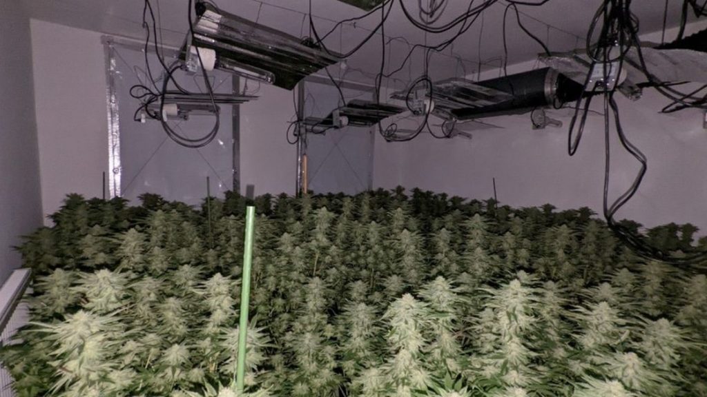 Inside Eastwood building where more than 100 cannabis plants were found by police …