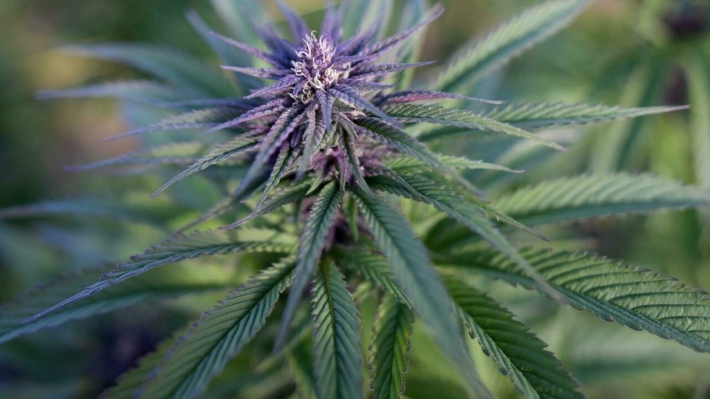 Court reverses French ban on sale of cannabis-derived CBD flowers and leaves – RFI