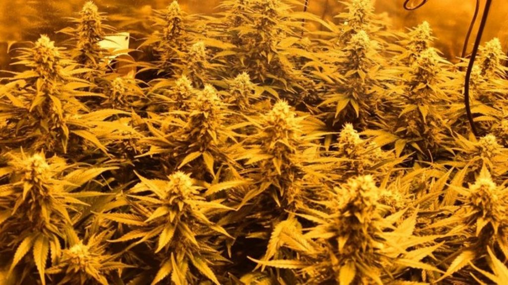 Hoard of cannabis plants found in Broxtowe garage in residential street – Nottinghamshire Live