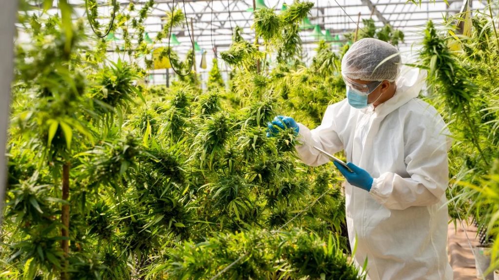 Two molecules from the cannabis plant could help prevent COVID-19 infection – OI Canadian