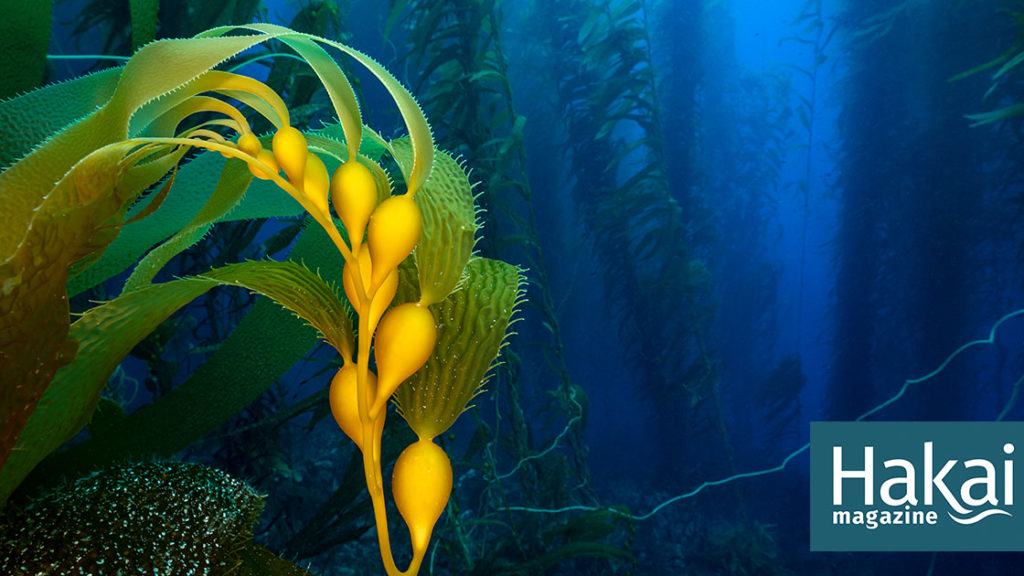 Kelp Gets on the Carbon-Credit Bandwagon | Hakai Magazine