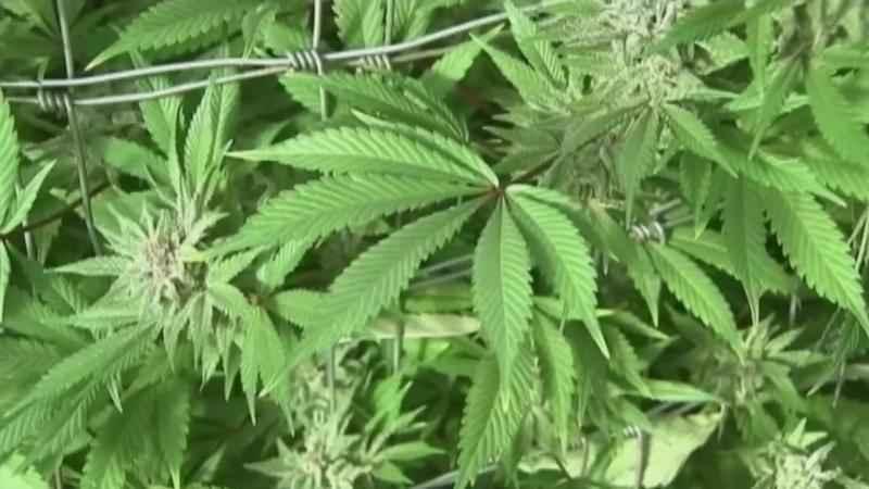 City of Albuquerque launches cannabis retail applications | KOB 4