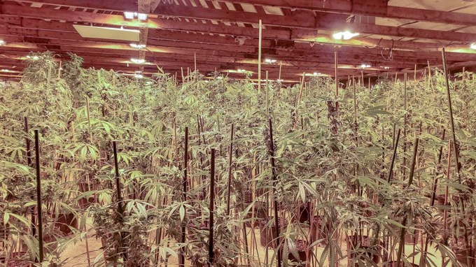 OPP seize 2,400 illegal cannabis plants following Leamington drug bust | CTV News