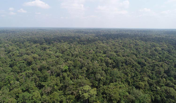 Earning millions via carbon credits in drive to protect forests – Khmer Times