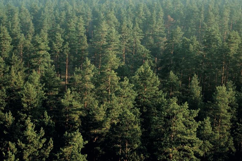 Forestry: Investors converge on the asset class for different reasons