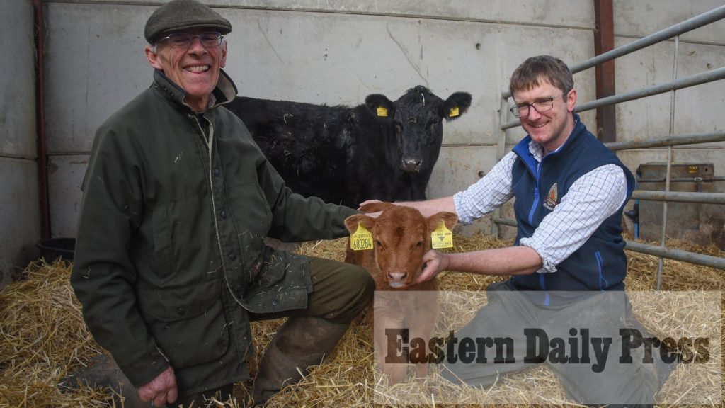 New calves join farm’s low-carbon cattle herd – Eastern Daily Press