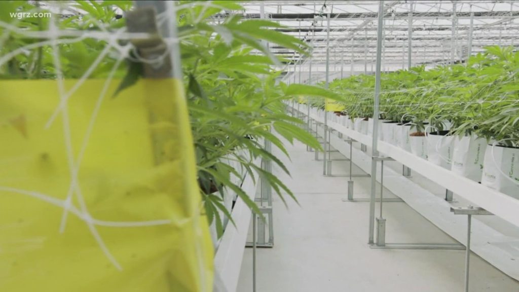 How state lawmakers hope to jump-start growing with conditional cannabis licensing | wgrz.com