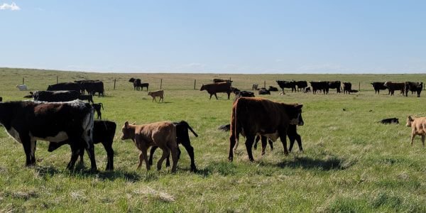 Beef Market Update: A yawning basis, strong cash prices, and cattle moving north and south …