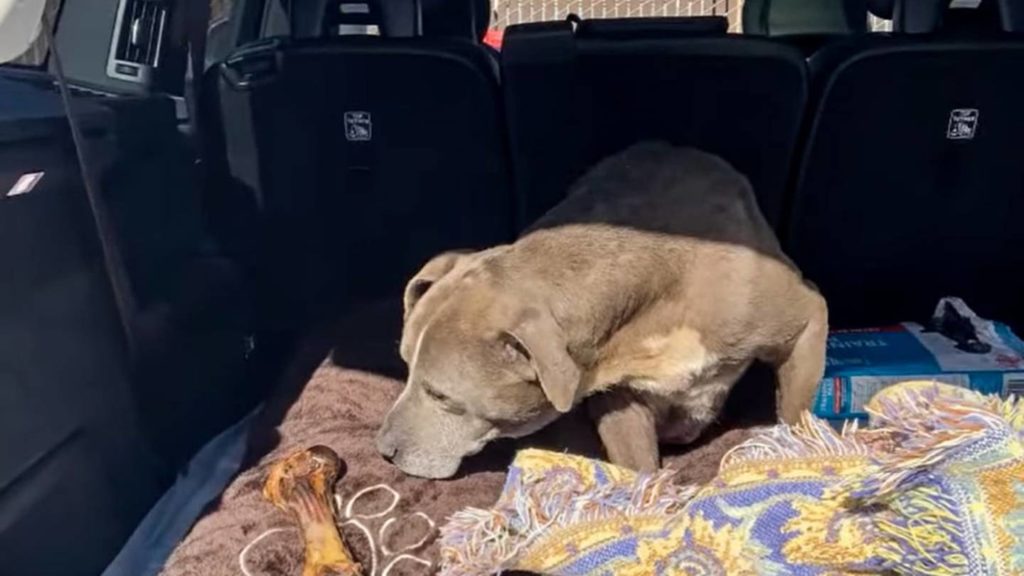 Watch: Missing dog reunited with California family after 12 years – FOX 13 Memphis