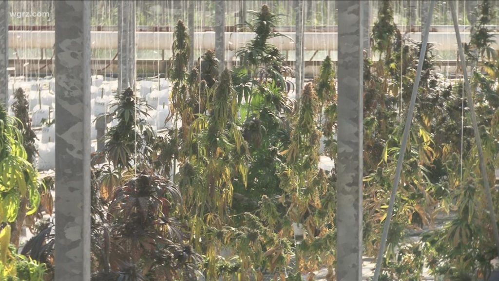 NY Gov. Hochul signs conditional cannabis cultivation bill | wgrz.com