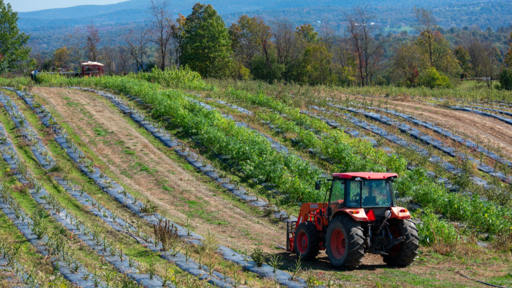 New law allows qualified farmers to plant cannabis crop for 2022 season – The Legislative Gazette