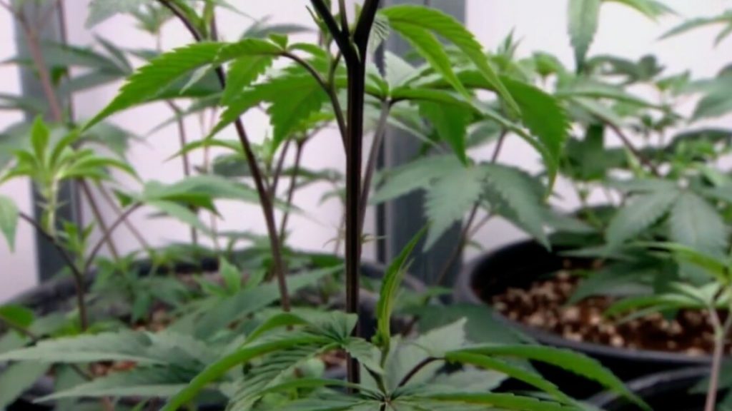 Gov. Hochul signs bill allowing hemp farmers to grow cannabis – WKBW