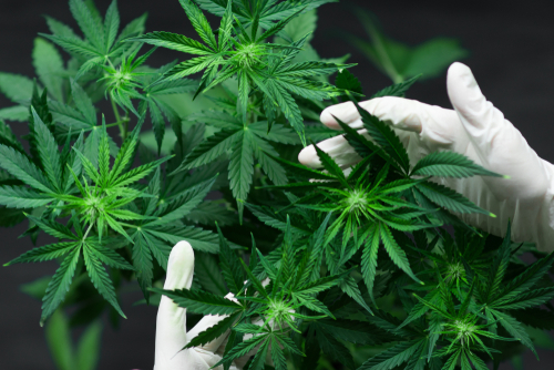 New York Gov. Hochul signs conditional cannabis cultivation measure – Financial Regulation News