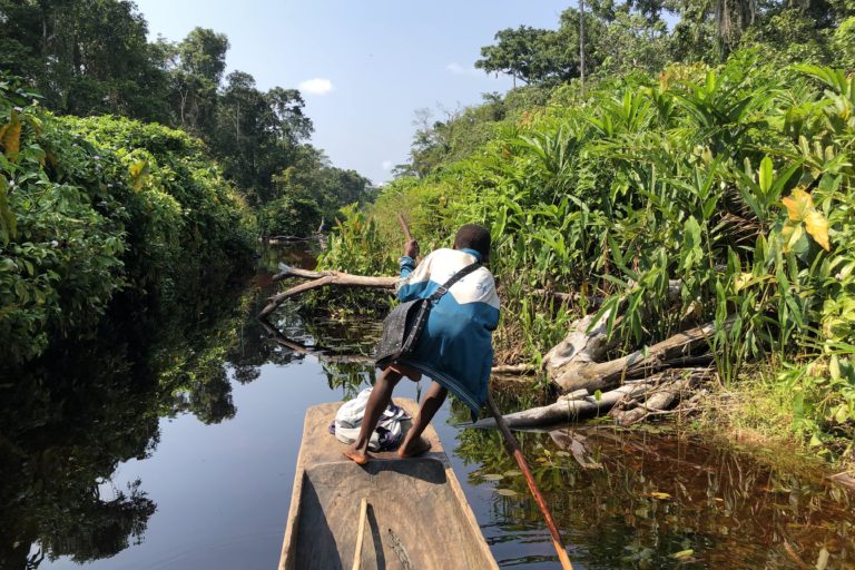 Revealed: Timber giant quietly converts Congo logging sites to carbon schemes – Mongabay