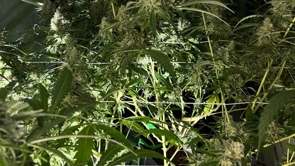 Police raid large cannabis factory spanning four rooms of house – Stoke-on-Trent Live