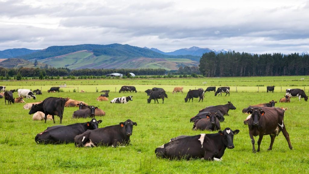 Technology to address environmental constraints on NZ dairy farms – Agriland