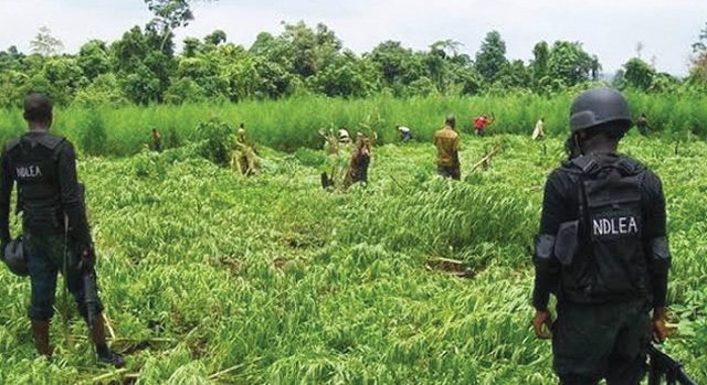 Edo, Ondo, four S’West states have 133,500 plots of cannabis –Survey – Punch Newspapers