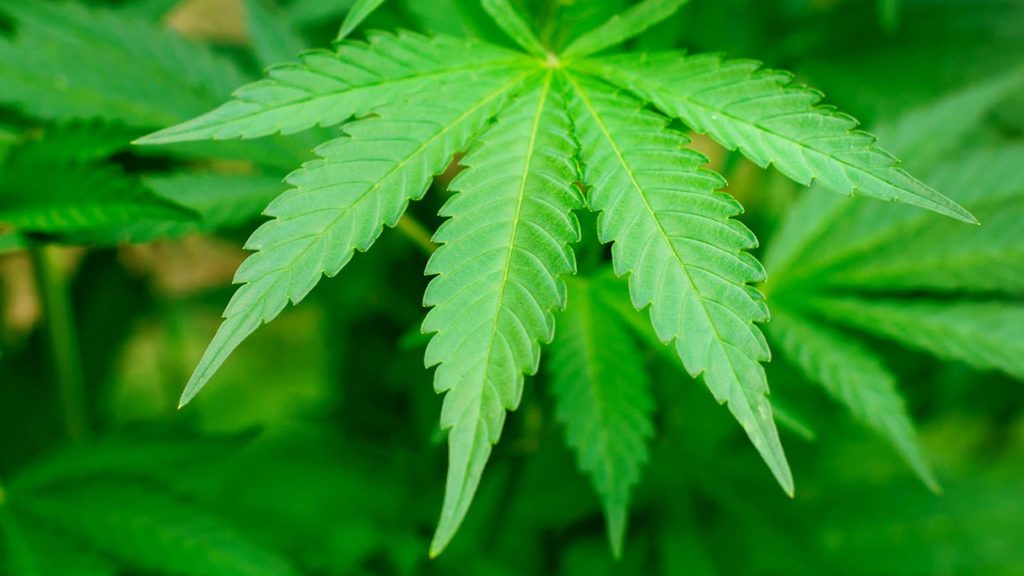 N/East stakeholders seek enforcement of ban on cannabis | Dailytrust