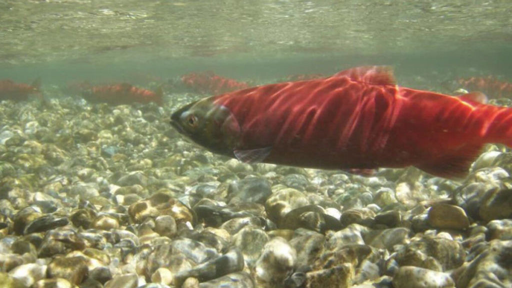 Kokanee population ‘collapsed’ in Kootenay Lake but unlikely to disappear – Agassiz …