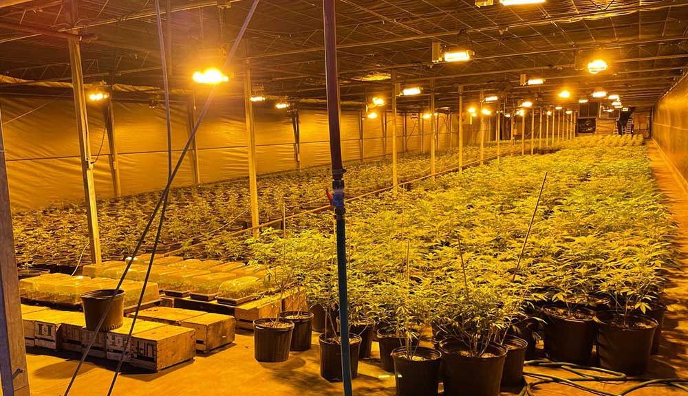 OPP seize 7,600 cannabis plants in raid on grow-op near Leamington | Windsor Star