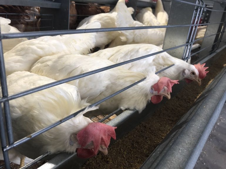 Government of Canada announces funding to support chicken and turkey market