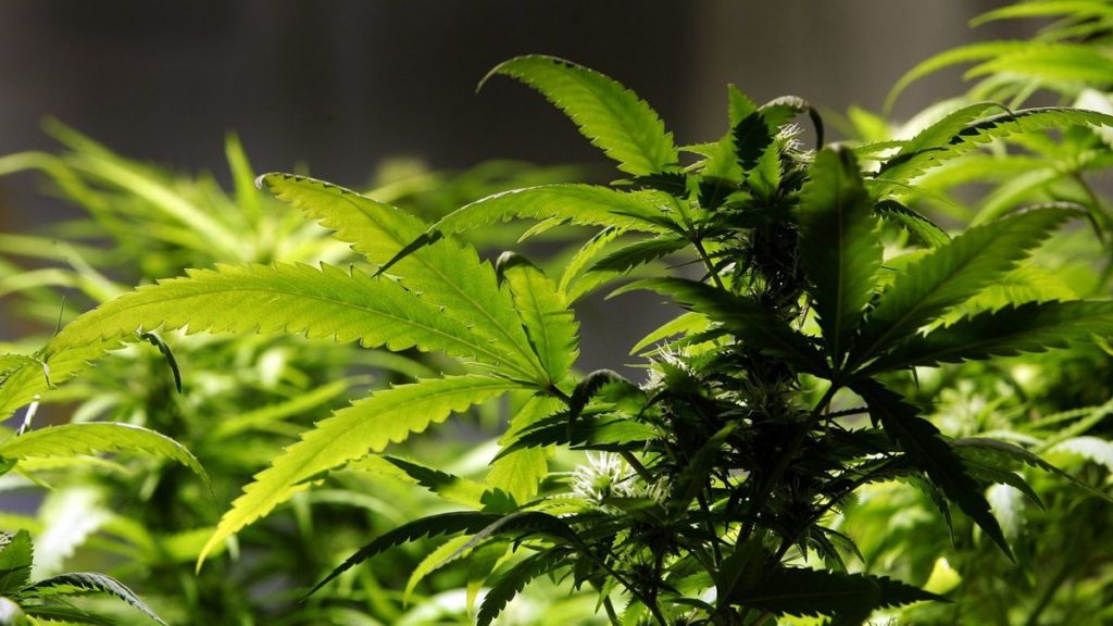 Decriminalization: The pathway to legalization and cannabis equity | Nikki Fried – Sun Sentinel