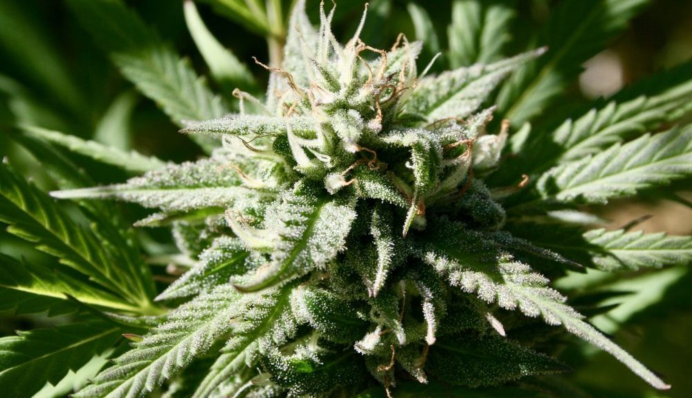 House Formally Advances Federal Marijuana Legalization Bill For Floor Vote, With Praise …