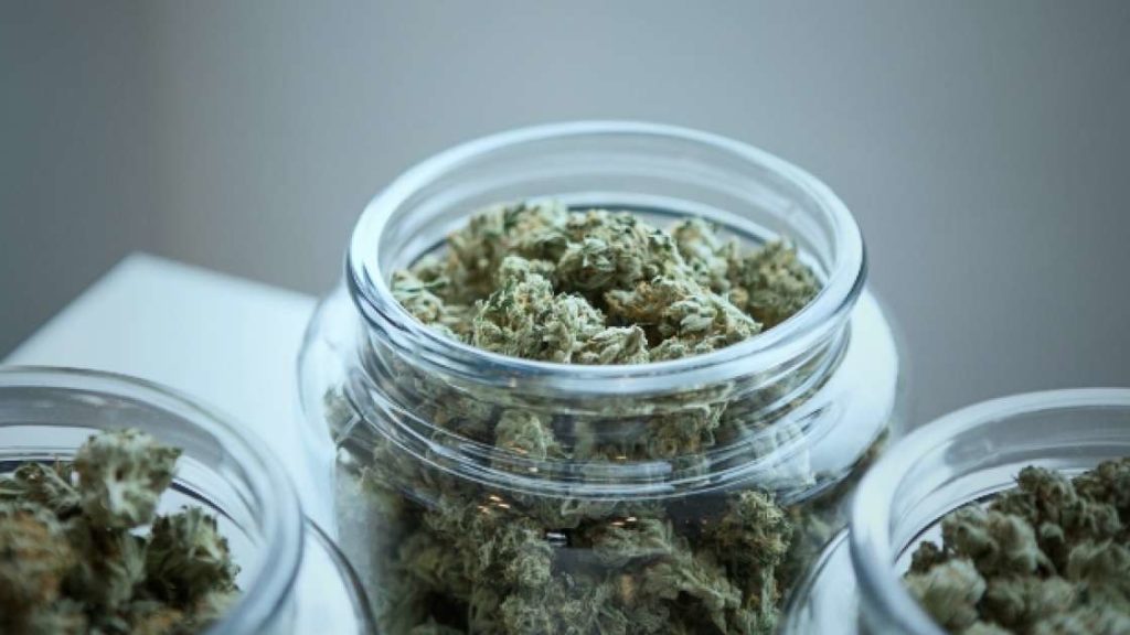 A 5000-person cannabis trial could take place in the UK – Mixmag