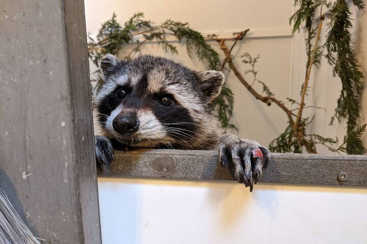 Elderly raccoon remedied and released from BC rehab centre – Terrace Standard