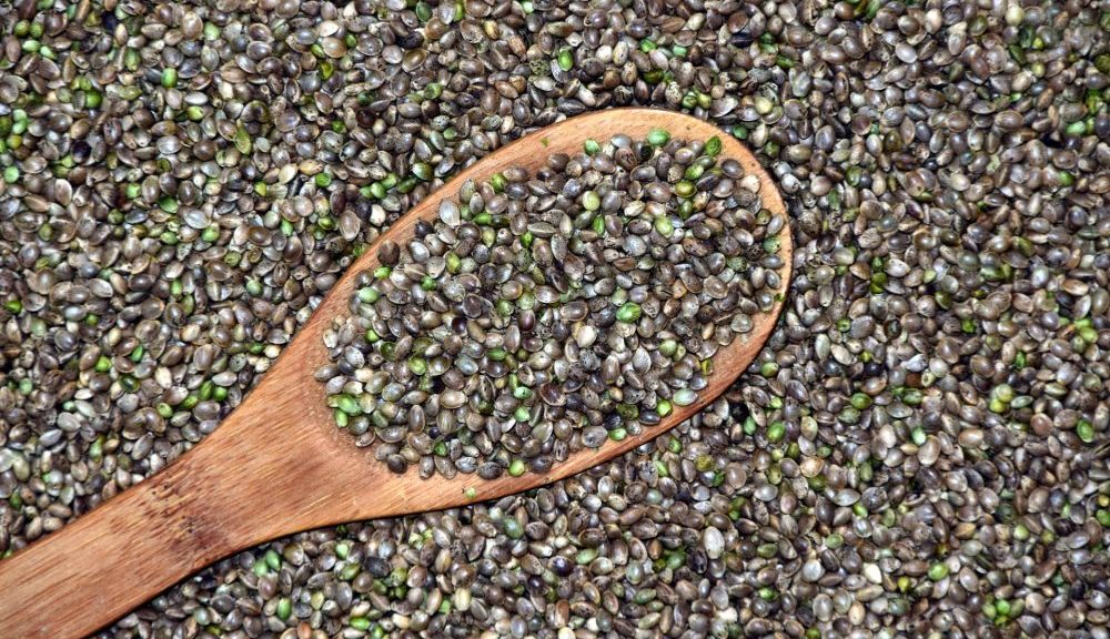 DEA Says Marijuana Seeds Are Considered Legal Hemp As Long As They Don’t Exceed THC Limit