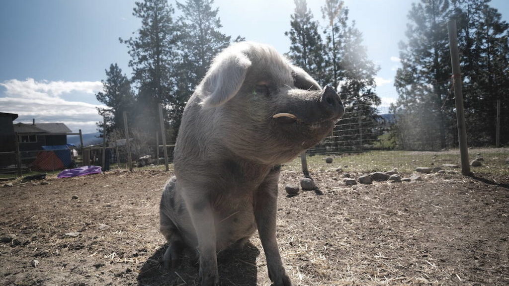 Peachland pig sanctuary opens its doors to public – Salmon Arm Observer