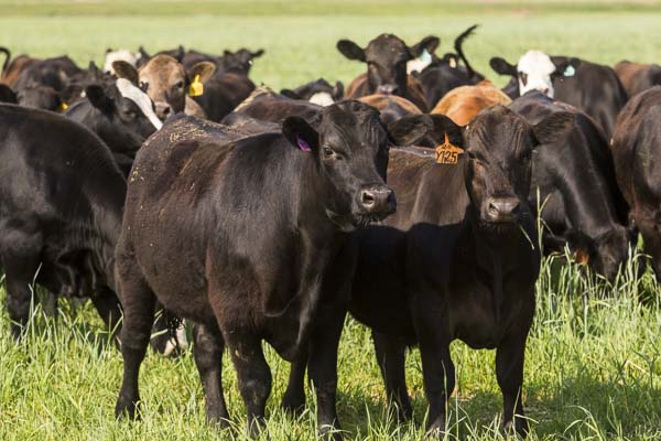 DTN Livestock Midday: Live Cattle Trend Higher With News of a Spring Storm – AgFax